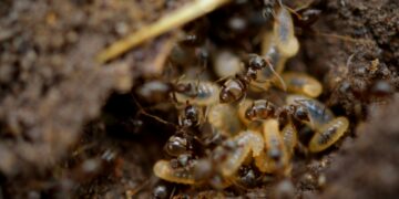 black and brown ant on brown soil
