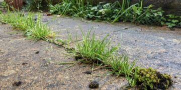 Met deze simpele tip ben jij binnen no-time van je onkruid af