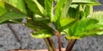 Moet je onkruid nou wel of niet verwijderen? Dit zeggen tuinexperts