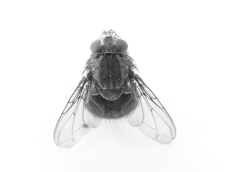 A black and white photo of a fly