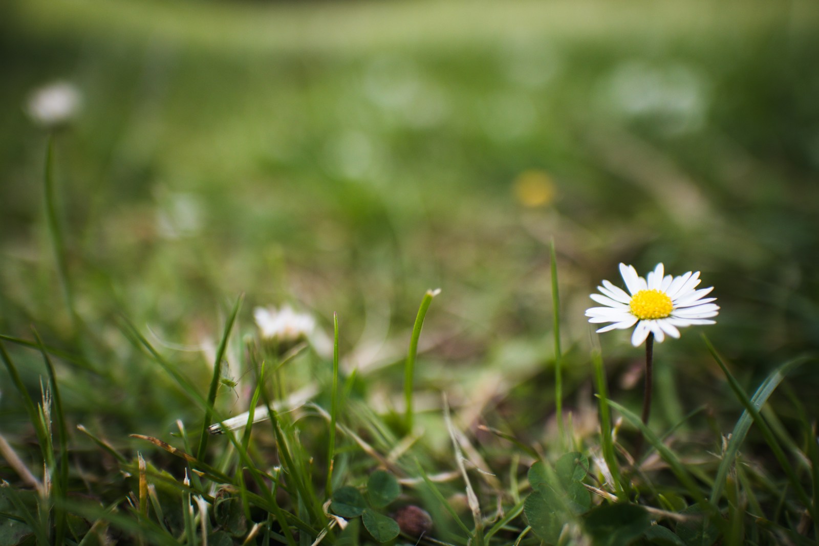 White daisy in bloom during daytime