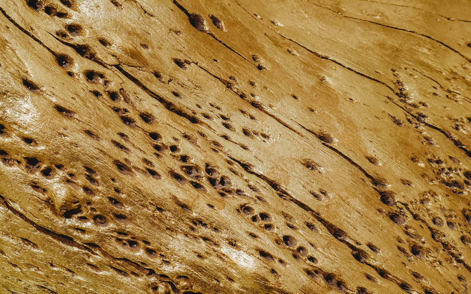 Holes on brown wooden surface