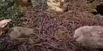 Eén van ’s werelds ‘dodelijkste plekken’ is de thuisbasis van 4.000 van de dodelijkste slangen en niemand mag hier aan land…