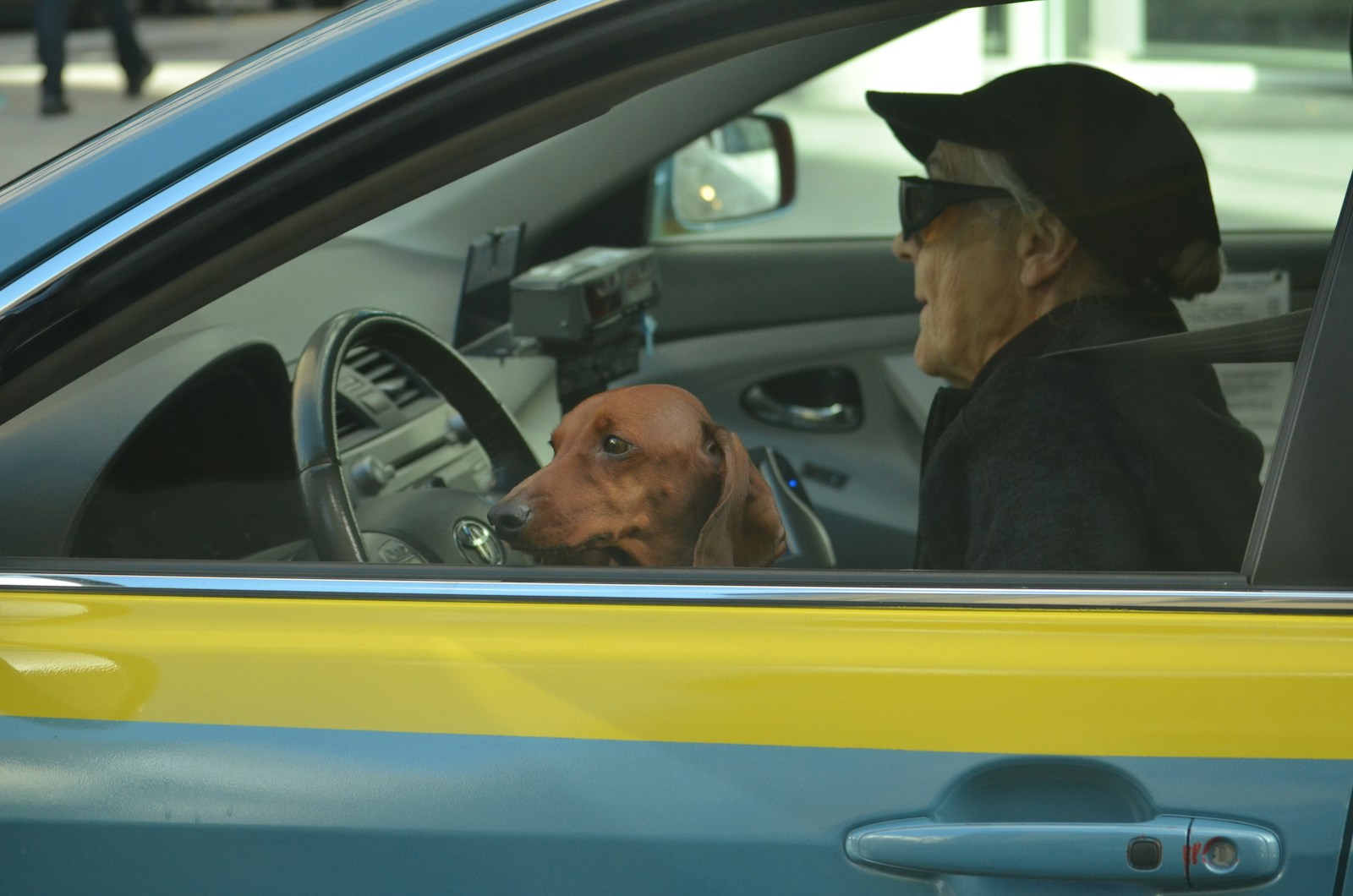 Brown dog in front of black steering wheel