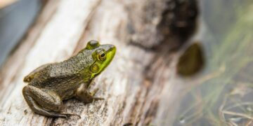 green frog in macro shot photography