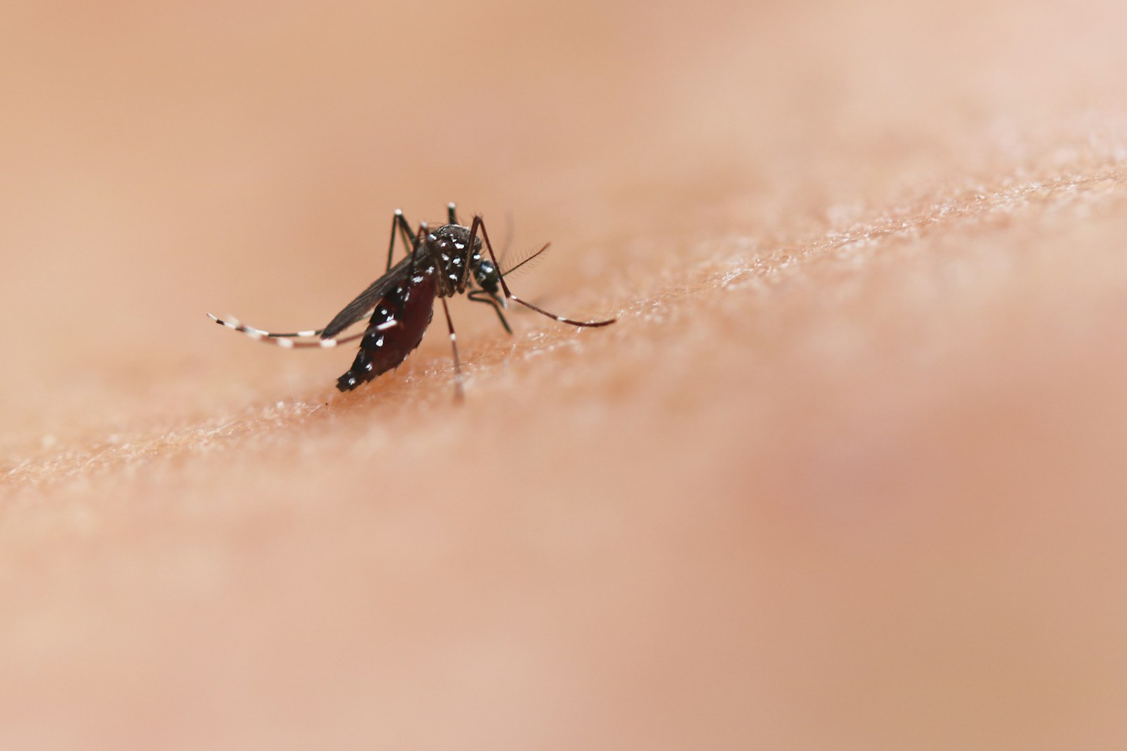 A close up of a mosquito on a human's skin