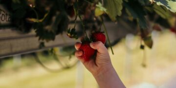 A person picking berries off of a tree