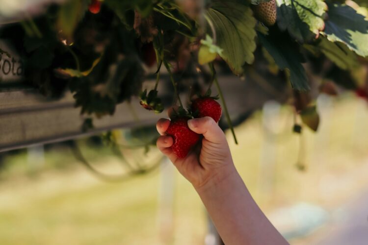 A person picking berries off of a tree