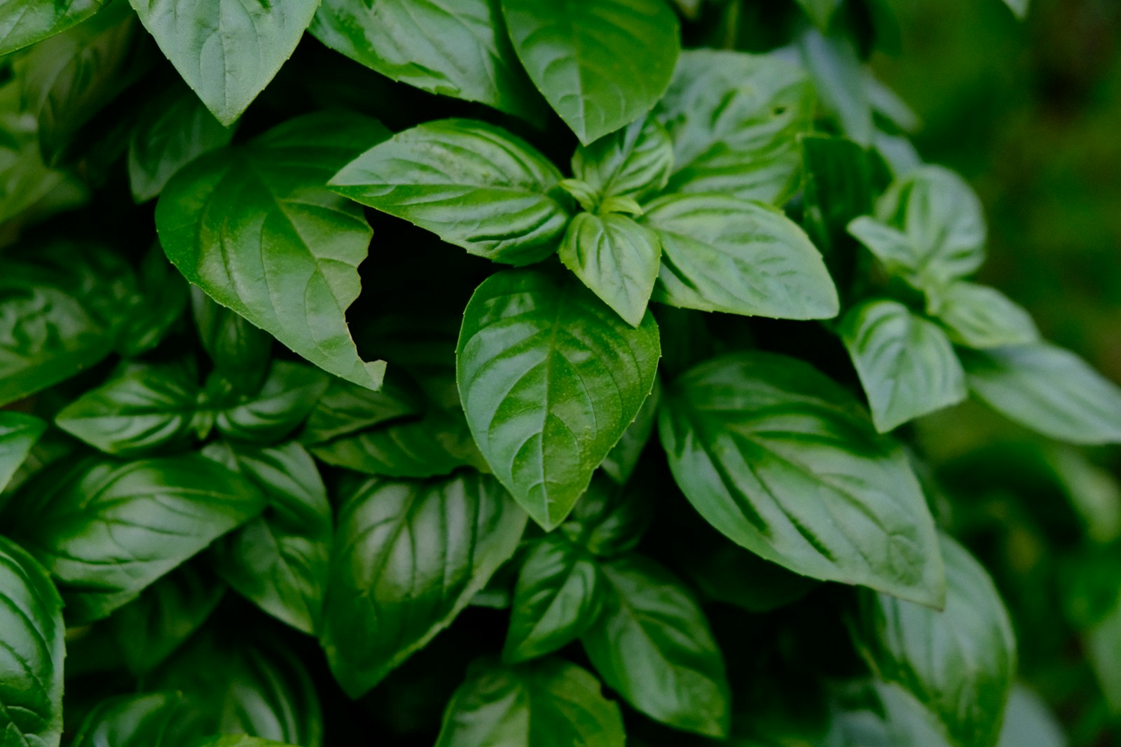 Green leaves in macro lens