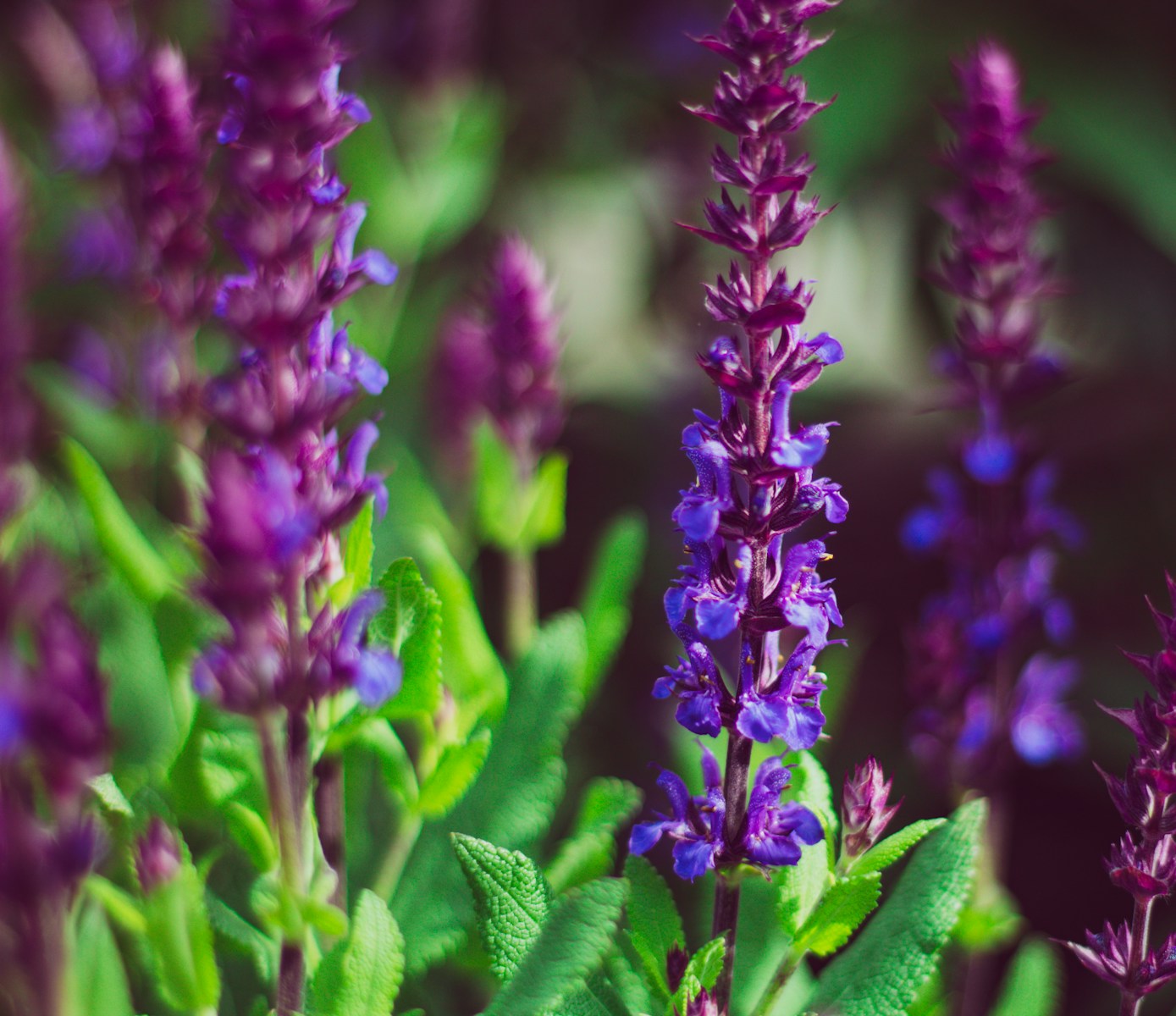 A close up of purple flowers with green leaves