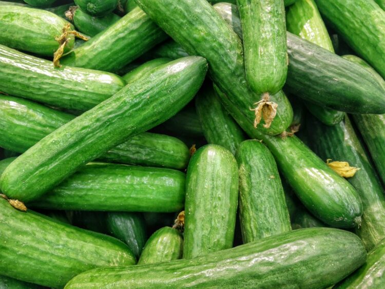 Cucumber lot