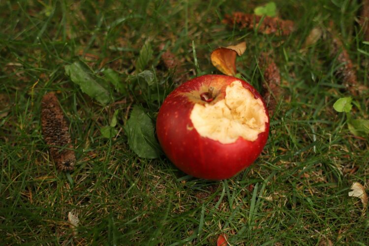 Red apple fruit on green grass during daytime