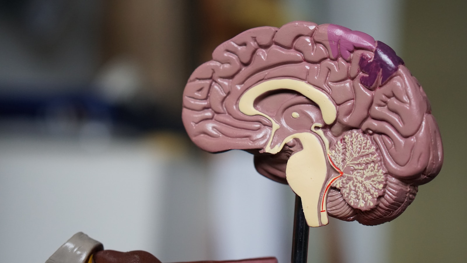 Brown brain decor in selective focus photography
