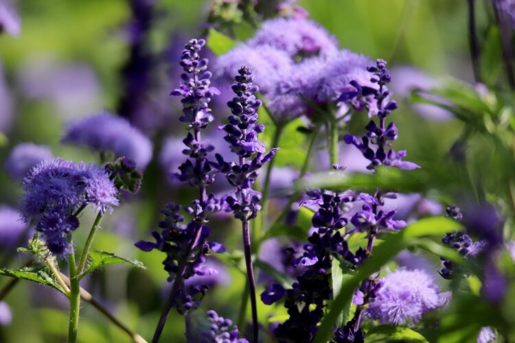 Sage ageratum flour sage flower meadow salvia farinacea silvia farinacea petals purple flowers nature blue flowers bloom ageratum houstonianum sea of flowers floral background plant purple floury sage sage sage sage sage sage ageratum ageratum