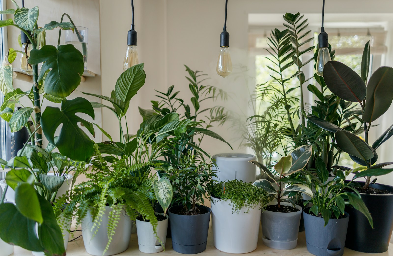 Green plant in white ceramic pot