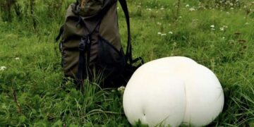 Deze vreemde witte bollen worden steeds vaker gespot in de natuur – dit moet je weten!