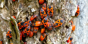 Dit zijn de kleine rode beestjes in jouw tuin, je ziet ze overal en zo kom je er vanaf!