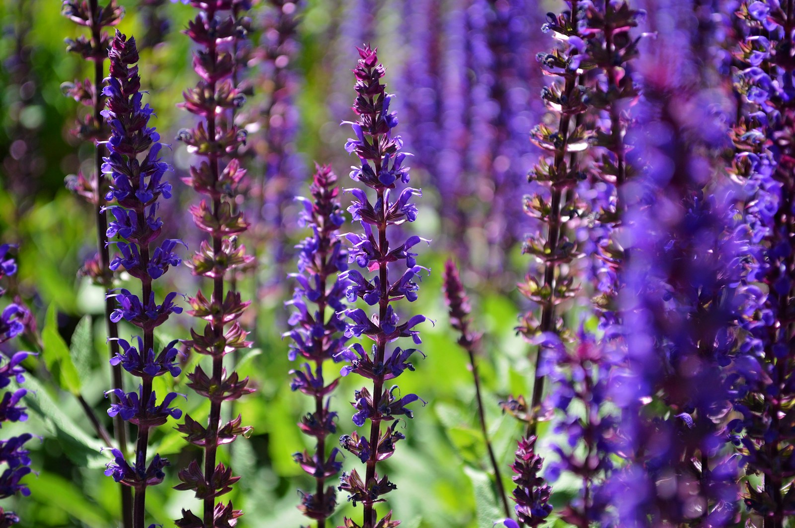 Purple flowers in tilt shift lens