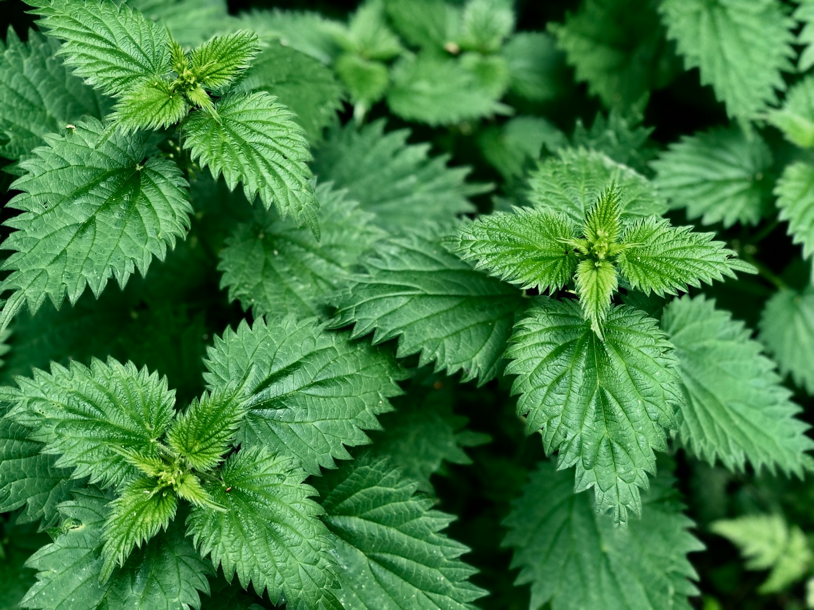 Green leaves plant