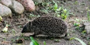 Last van slakken? Dit kleine nachtdier consumeert tot wel 40 slakken per nacht en zorgt ervoor dat ze niet meer terugkomen