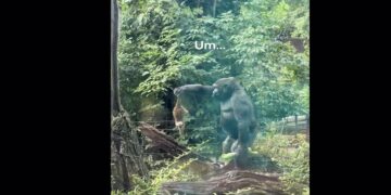 Gorilla in ARTIS gaat viraal nadat hij stokstaartje op pakt, zijn reactie is hilarisch…