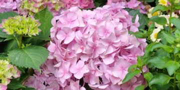 a bunch of pink and green flowers in a garden