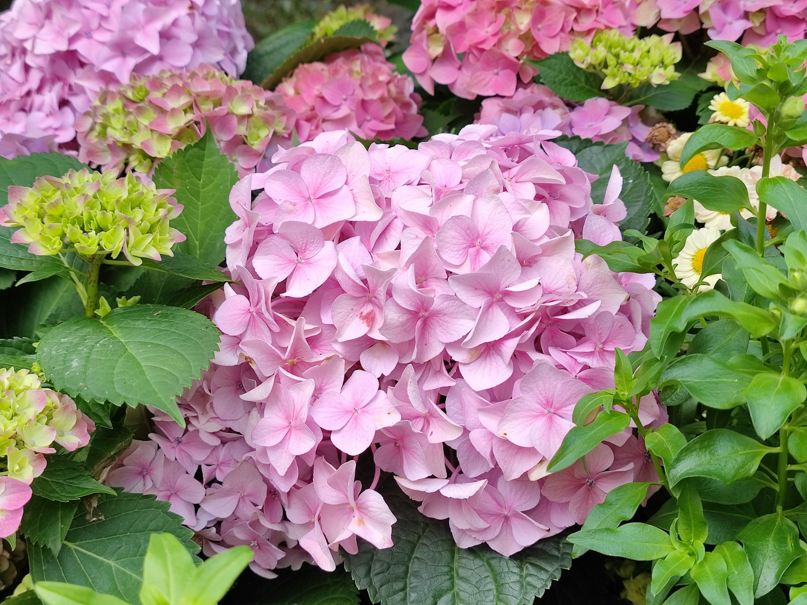 A bunch of pink and green flowers in a garden