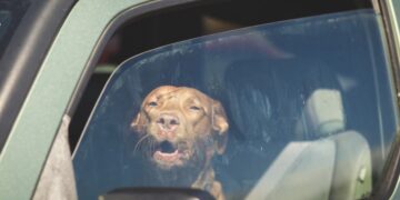 Zie je een hond in de auto zitten met deze hitte? Zó red je zijn leven!