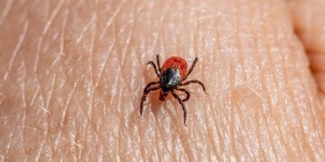 a close up of a tick laying on someone's arm
