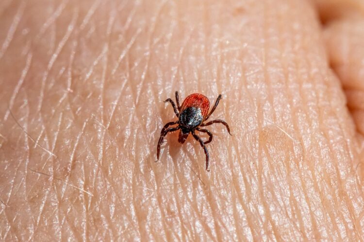 A close up of a tick laying on someone's arm