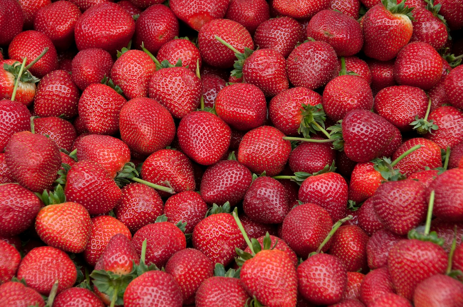 Red raspberries