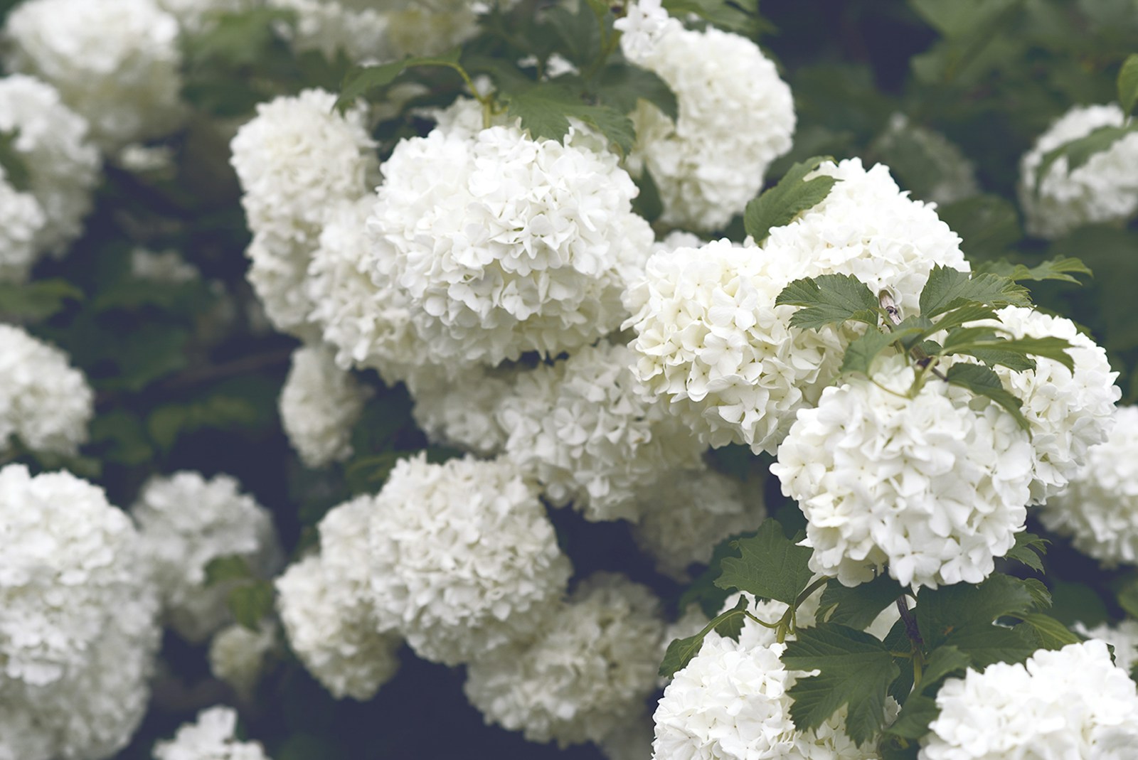 Shallow focus photography of white flowers