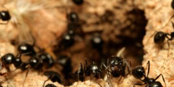 Steeds meer woonwijken geteisterd door invasieve exotische mieren: zo herken je ze