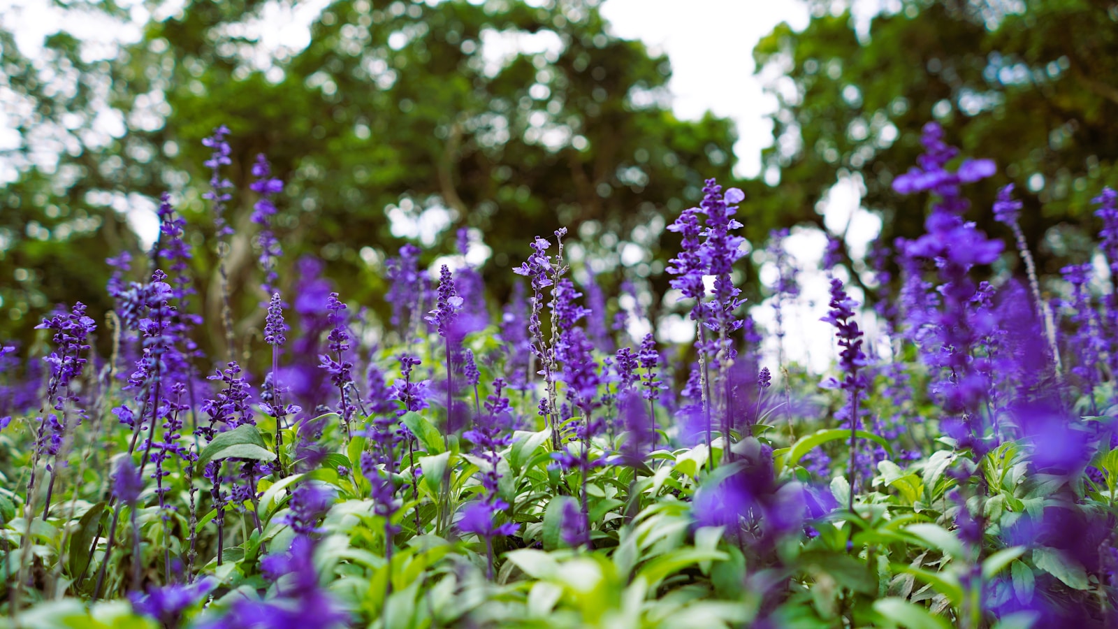 A field of purple flowers with trees in the background