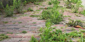 Doei onkruid! Met dit simpele trucje is het zo verwijderd