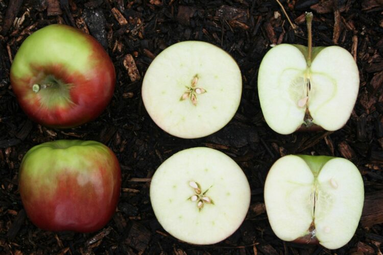 Sliced apple fruit on ground