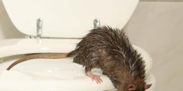 Kunnen ratten echt zomaar via je toilet binnenkomen? Dit is het verrassende antwoord