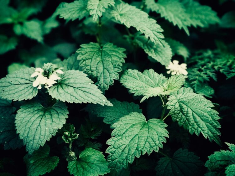 Green leafed plant and white flowers