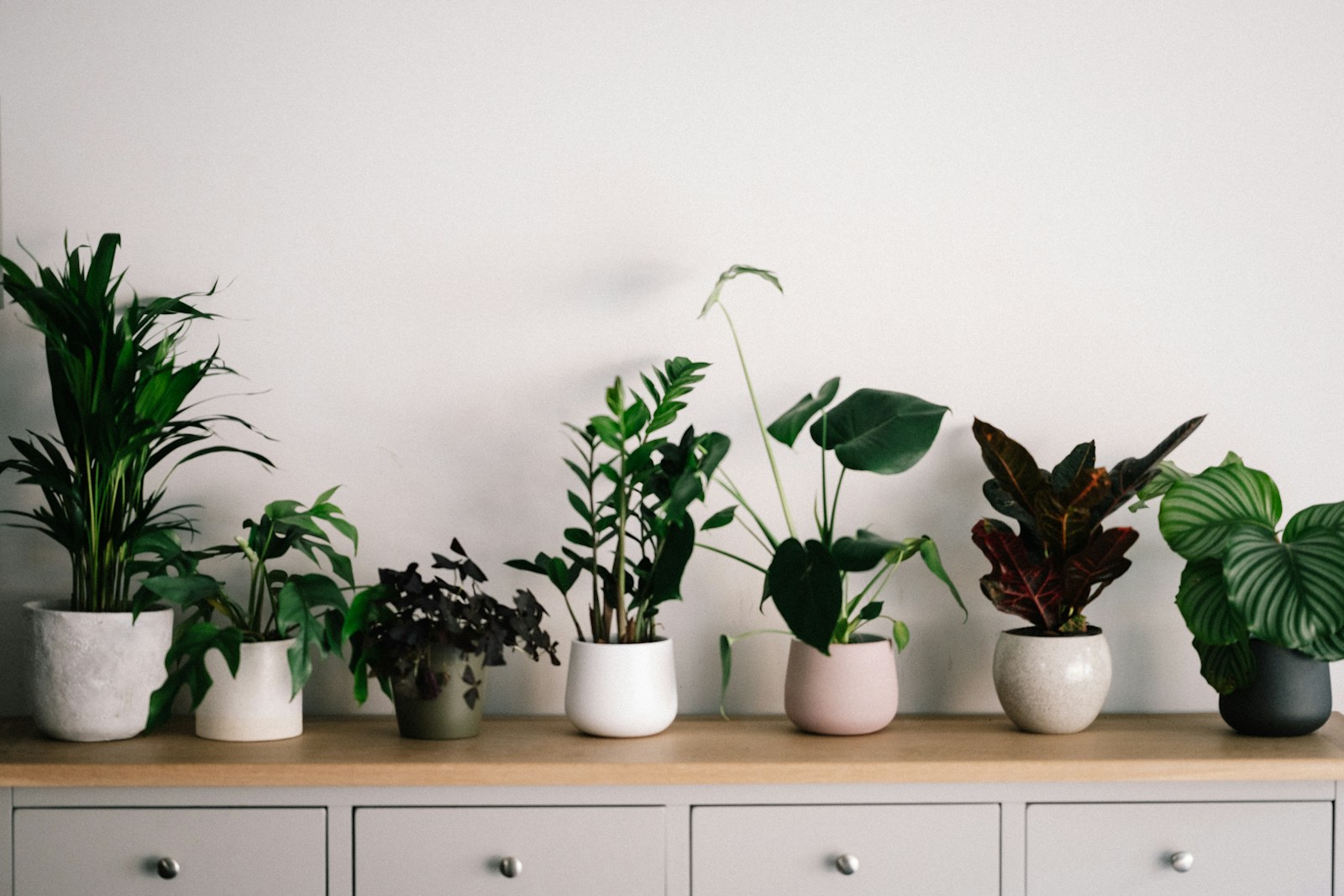 Green plant on white ceramic pot