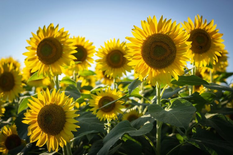 Yellow sunflowers in bloom