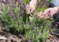 Lavendel snoeien in augustus: hier moet je op letten