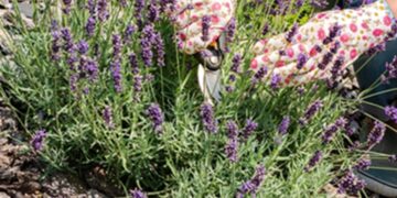 Lavendel snoeien in augustus: hier moet je op letten