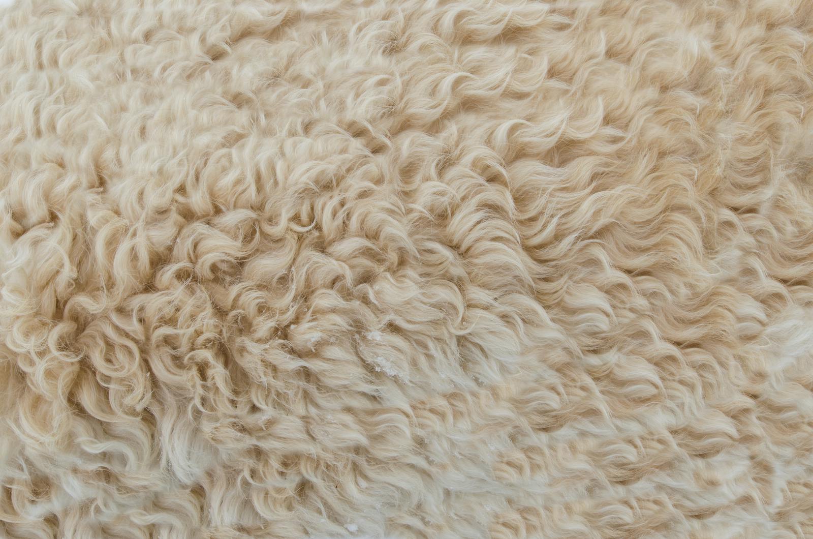 Detailed close up of beige wool texture showcasing soft curly fibers perfect for backgrounds and design elements