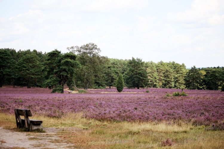 Lüneburg heath heath garden nature höpen purple landscape summer bank outlook