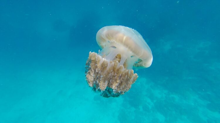 A vibrant underwater photo capturing a glowing white jellyfish in its natural ocean habitat