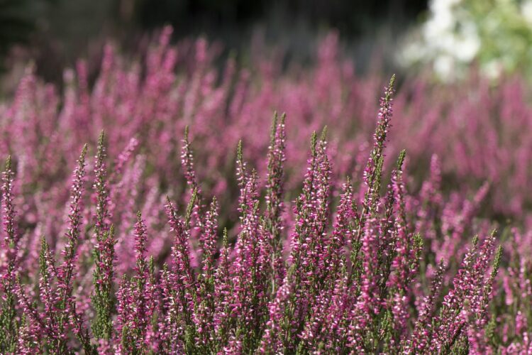 Heather pink blooms plant nature field blossom heather heather heather heather heather pink