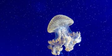 jellyfish, tentacles, water, underwater, sting, sea, wildlife, nature, marine, ocean, blue, aquatic, stinger, dangerous, organism, glowing, stinging, wild, saltwater, undersea, jellyfish, jellyfish, jellyfish, jellyfish, jellyfish, undersea