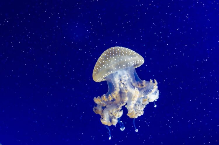 Jellyfish tentacles water underwater sting sea wildlife nature marine ocean blue aquatic stinger dangerous organism glowing stinging wild saltwater undersea jellyfish jellyfish jellyfish jellyfish jellyfish undersea