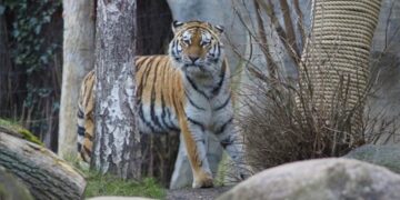 Tragisch: Duitse dierentuin laat 3 tijgerwelpjes inslapen