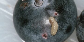 Dit is waarom je blauwe bessen beter even in zout water kunt leggen voordat je ze eet